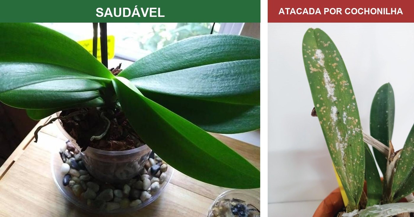 Orquídea saudável x atacada por cochonilha