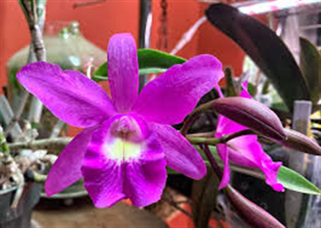 Cattleya Little Mermaid