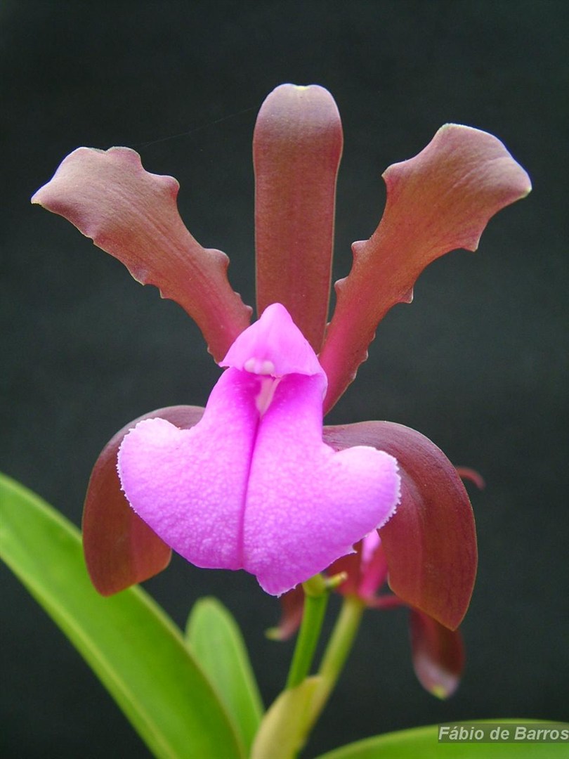 Cattleya bicolor