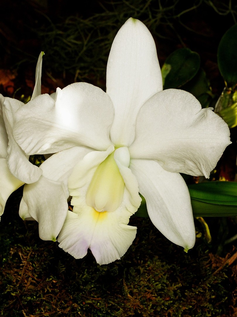 Cattleya Dolosa alba