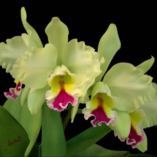 Cattleya Helen Brown