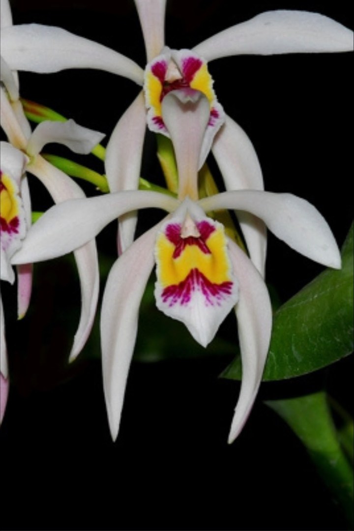 Cattleya Iricolor