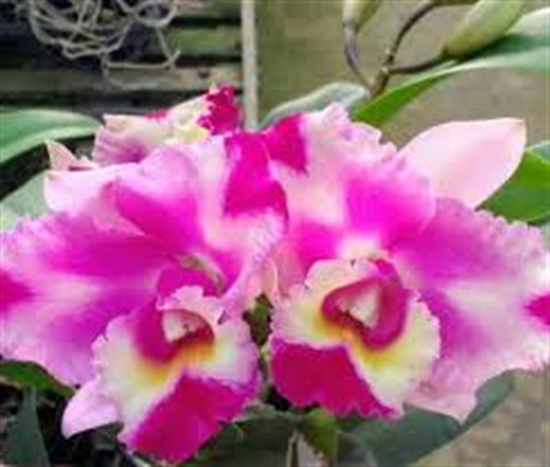 Cattleya Nobile's Flash