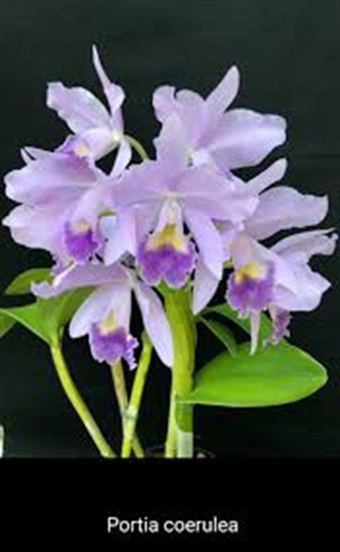 Cattleya Portia coerulea