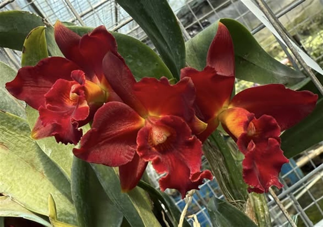 Cattleya Red Dragon