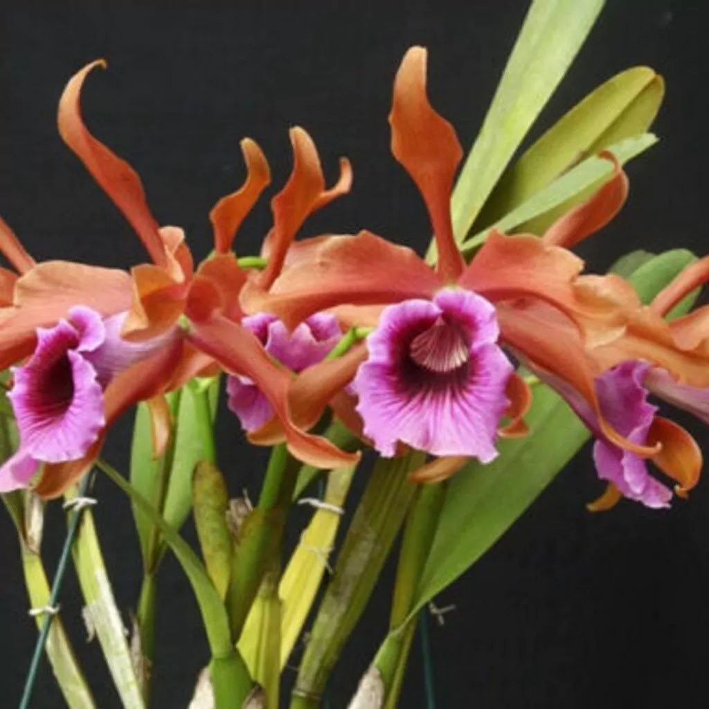 Laelia Tenebrosa Rubra