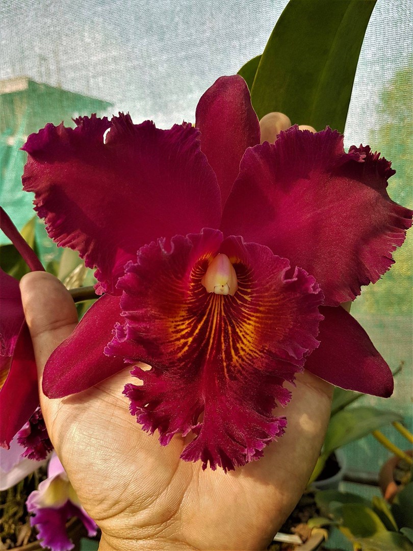 Cattleya Chia Lin New City