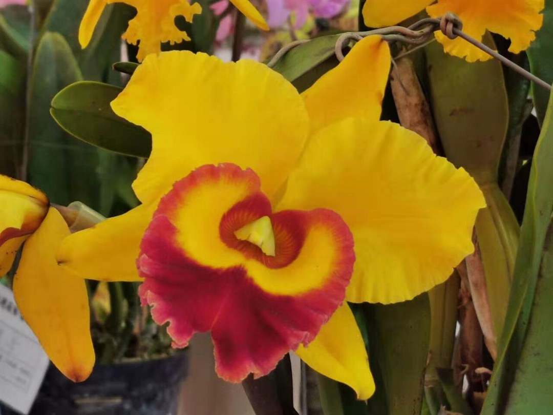 Cattleya Chunyeah