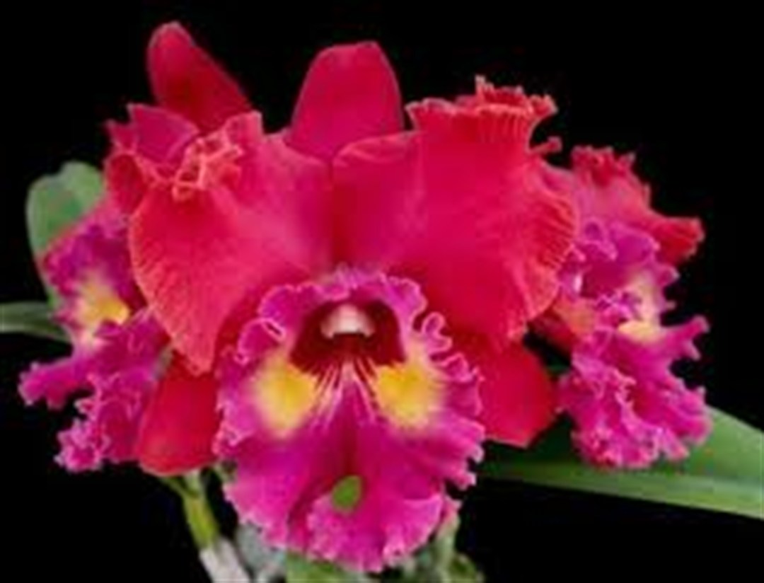 Cattleya Maripá