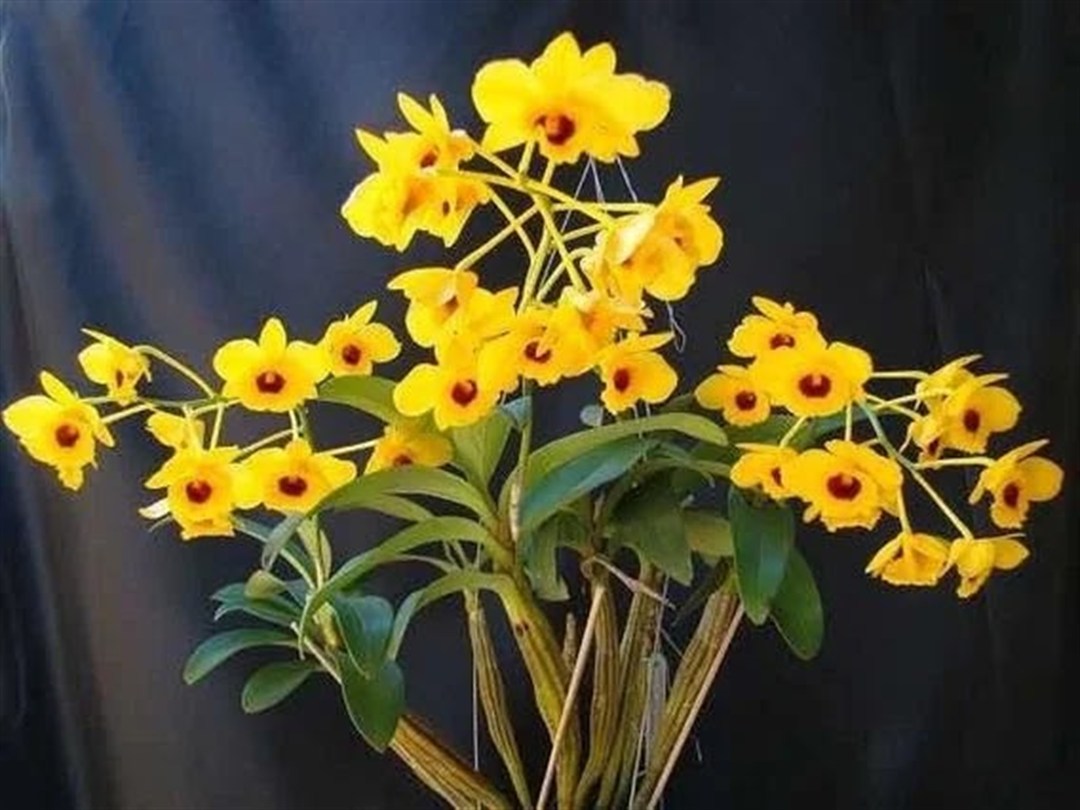 Dendrobium crysotoxum