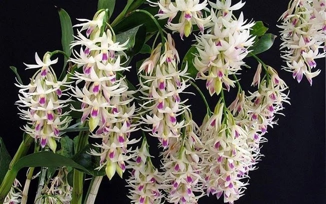 Dendrobium amethystoglossum