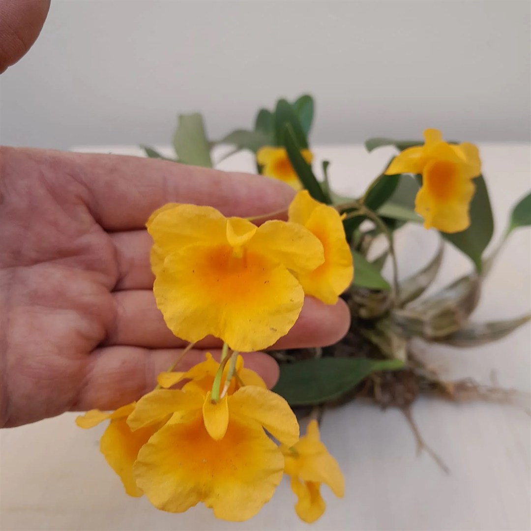 Dendrobium aggregatum (vaso)