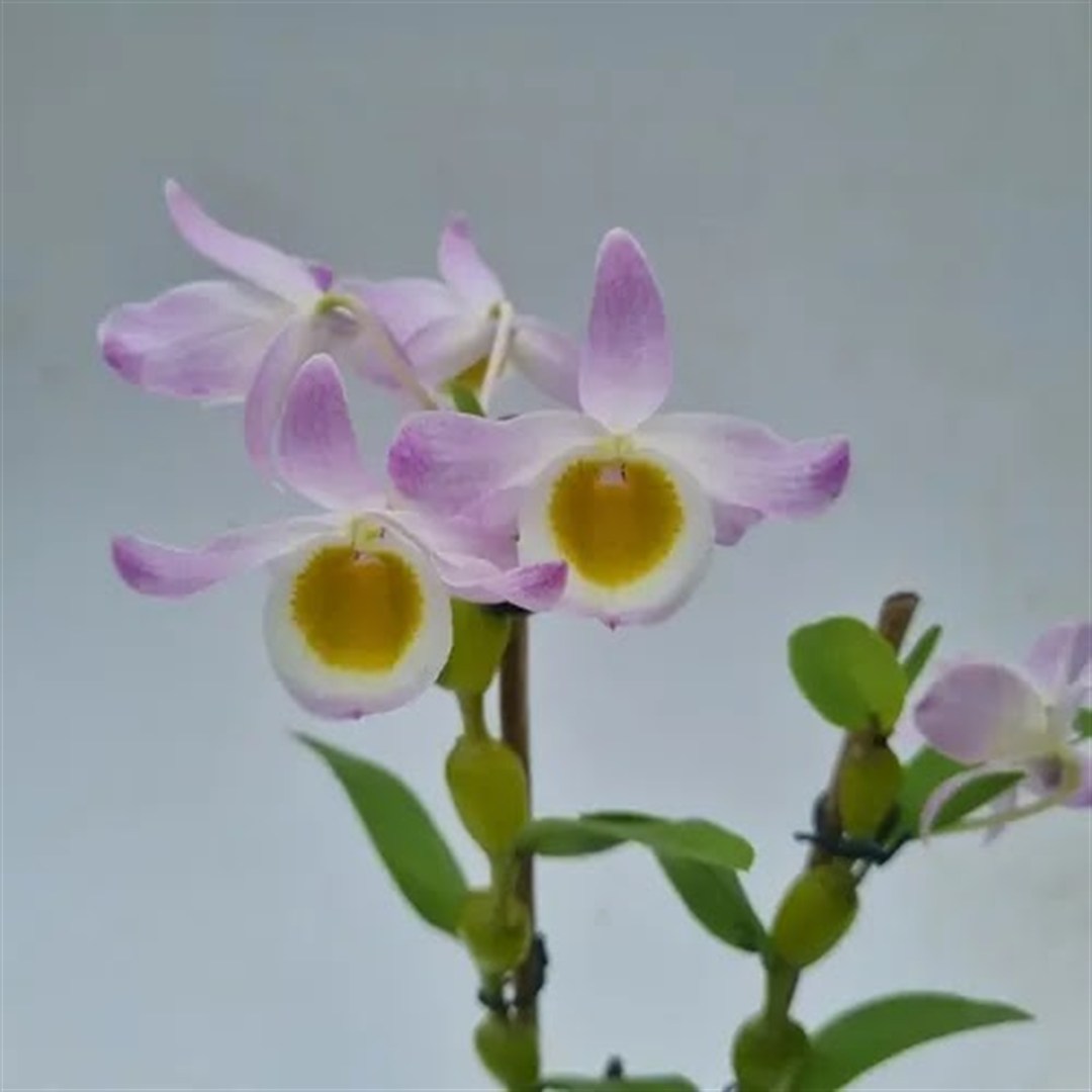 Dendrobium findlayanum