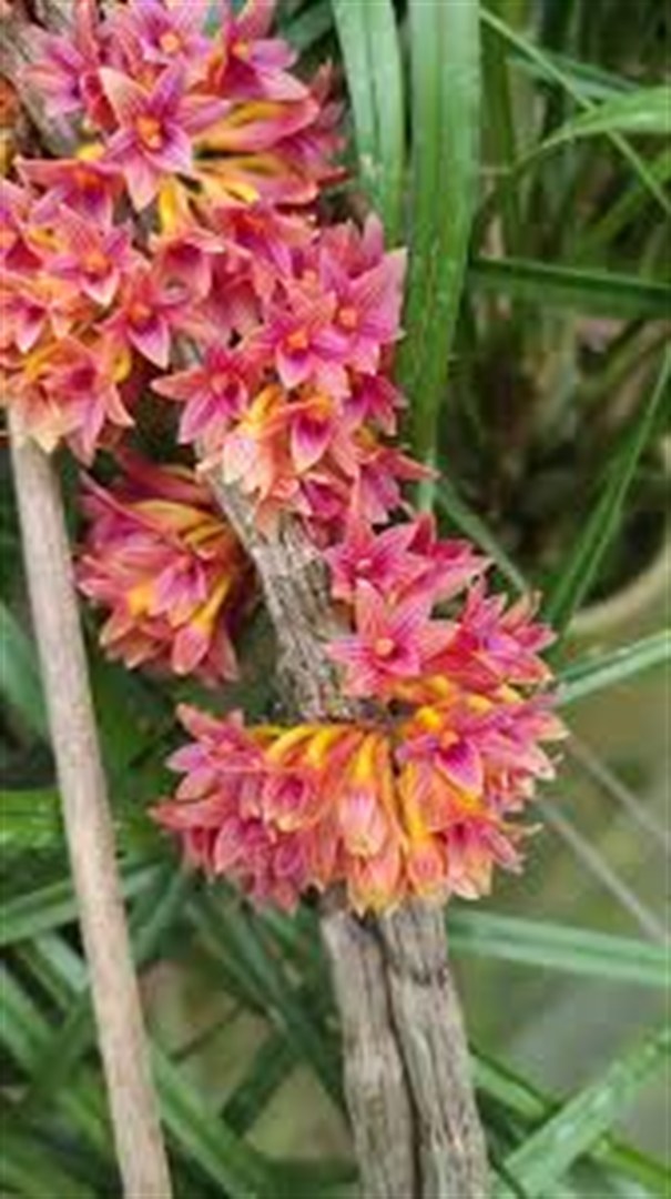 Dendrobium Usitae