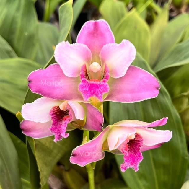 Bifrenaria tyrianthina