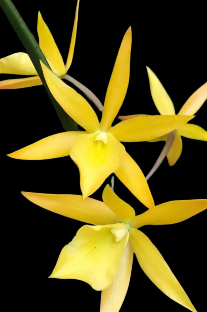 Brassavola Sunny Delight