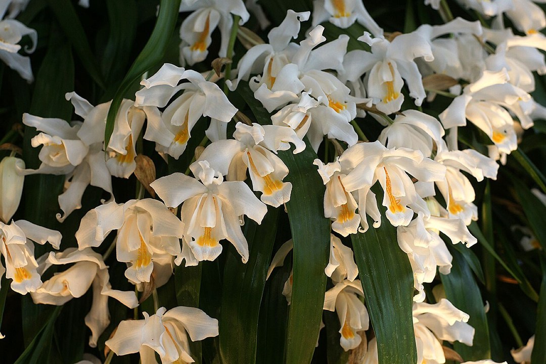 Coelogyne cristata tipo