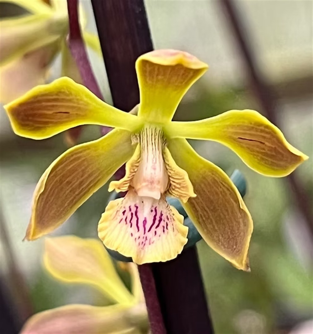 Encyclia clowesiana