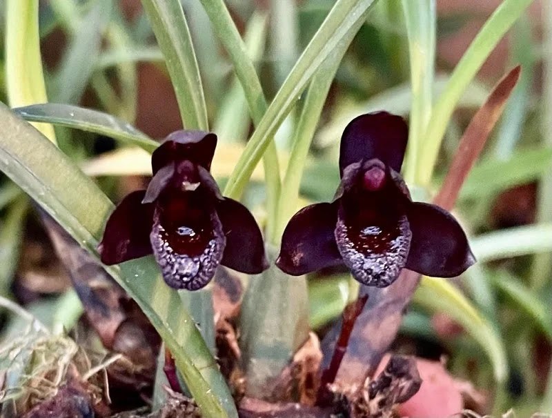 Maxillaria schunkeana