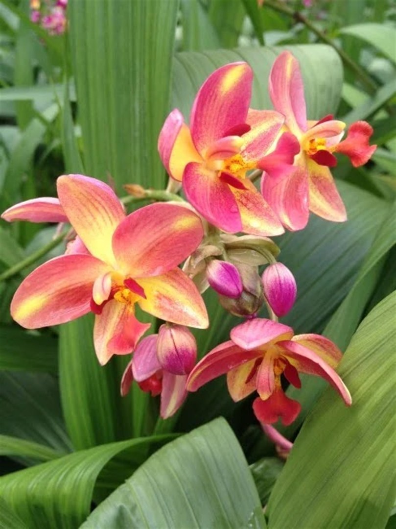 Spathoglottis flameada