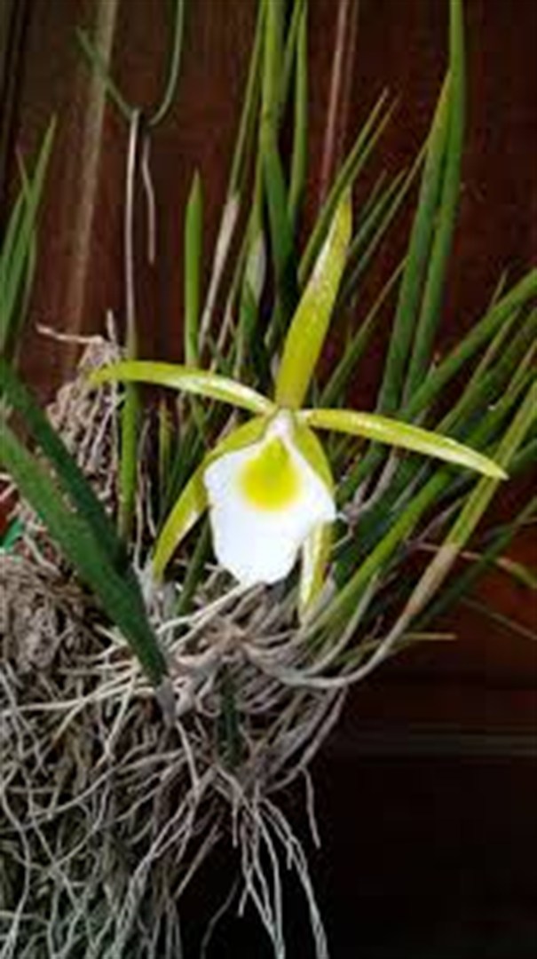 Brassavola Ceboleta