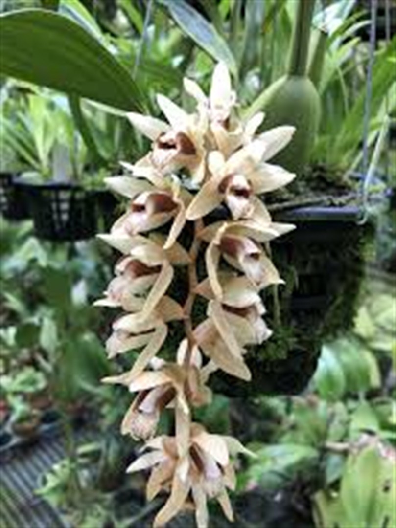 Coelogyne testacea