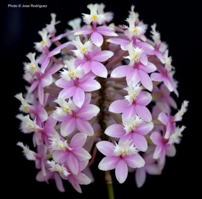 Epidendrum sakura