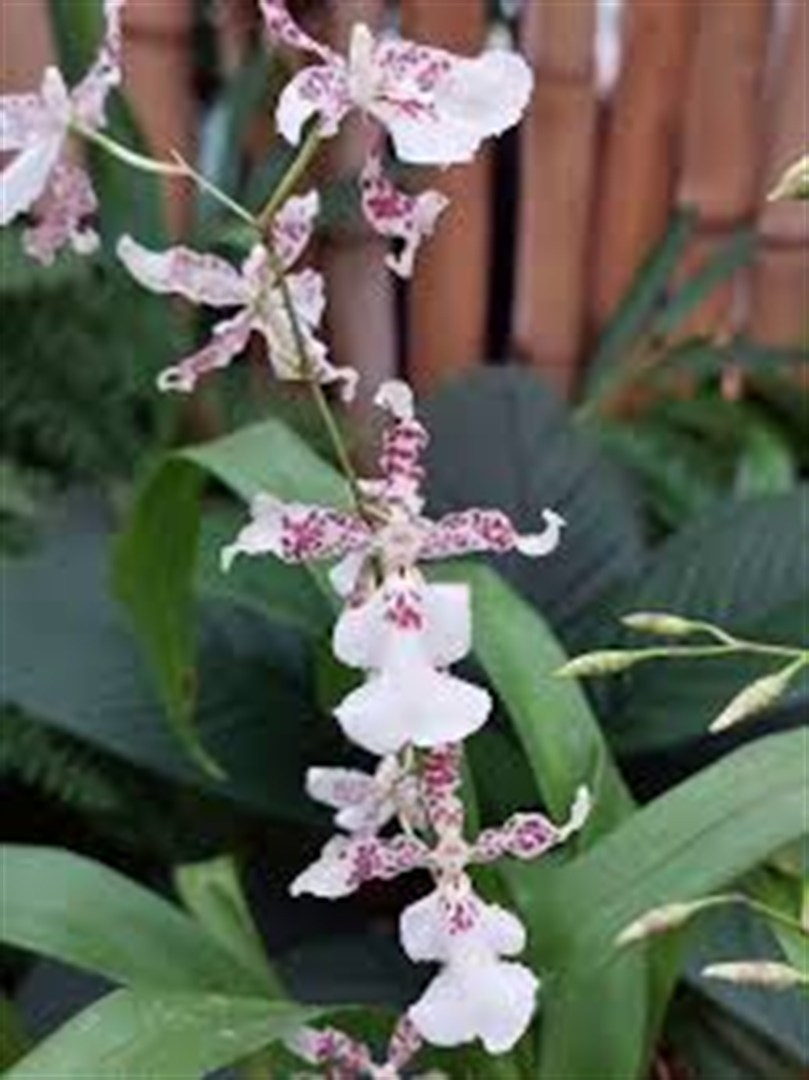 Oncidium Chuva de Prata