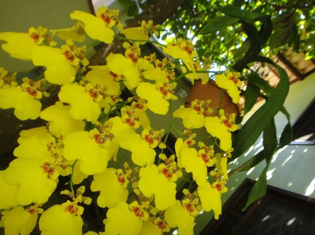 Oncidium Chuva de Ouro