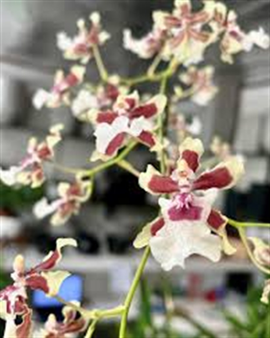 Oncidium Sherry Baby