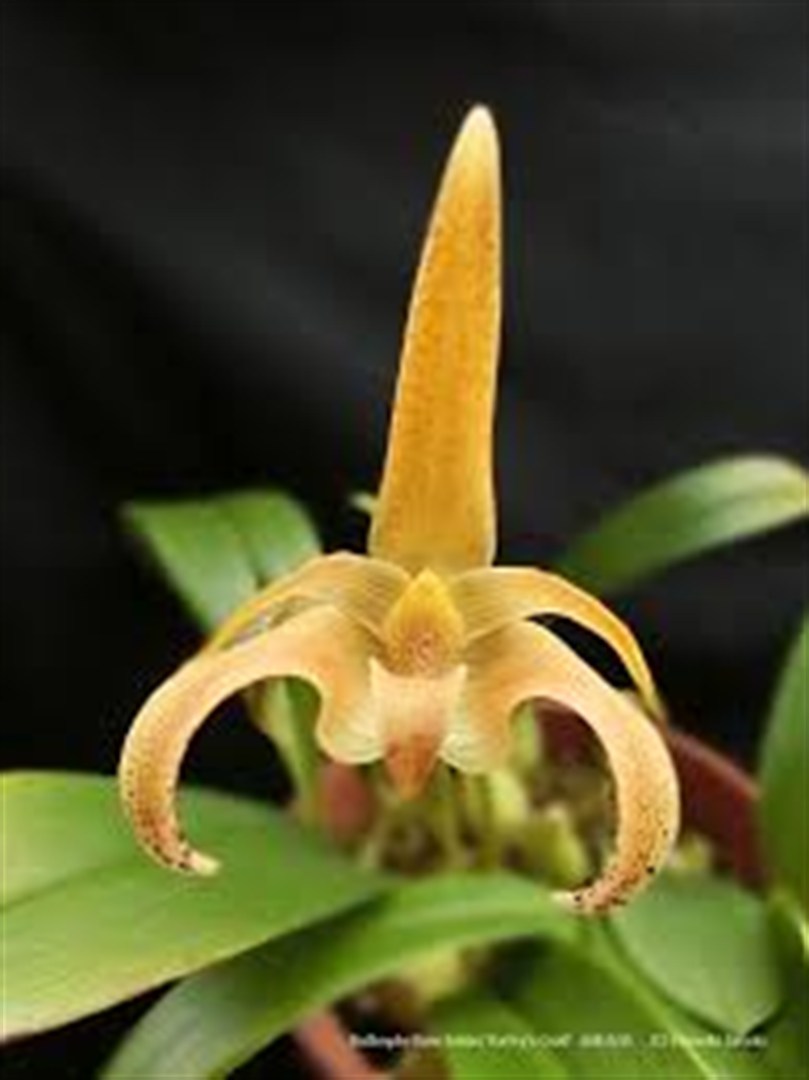 Bulbophyllum lobbii