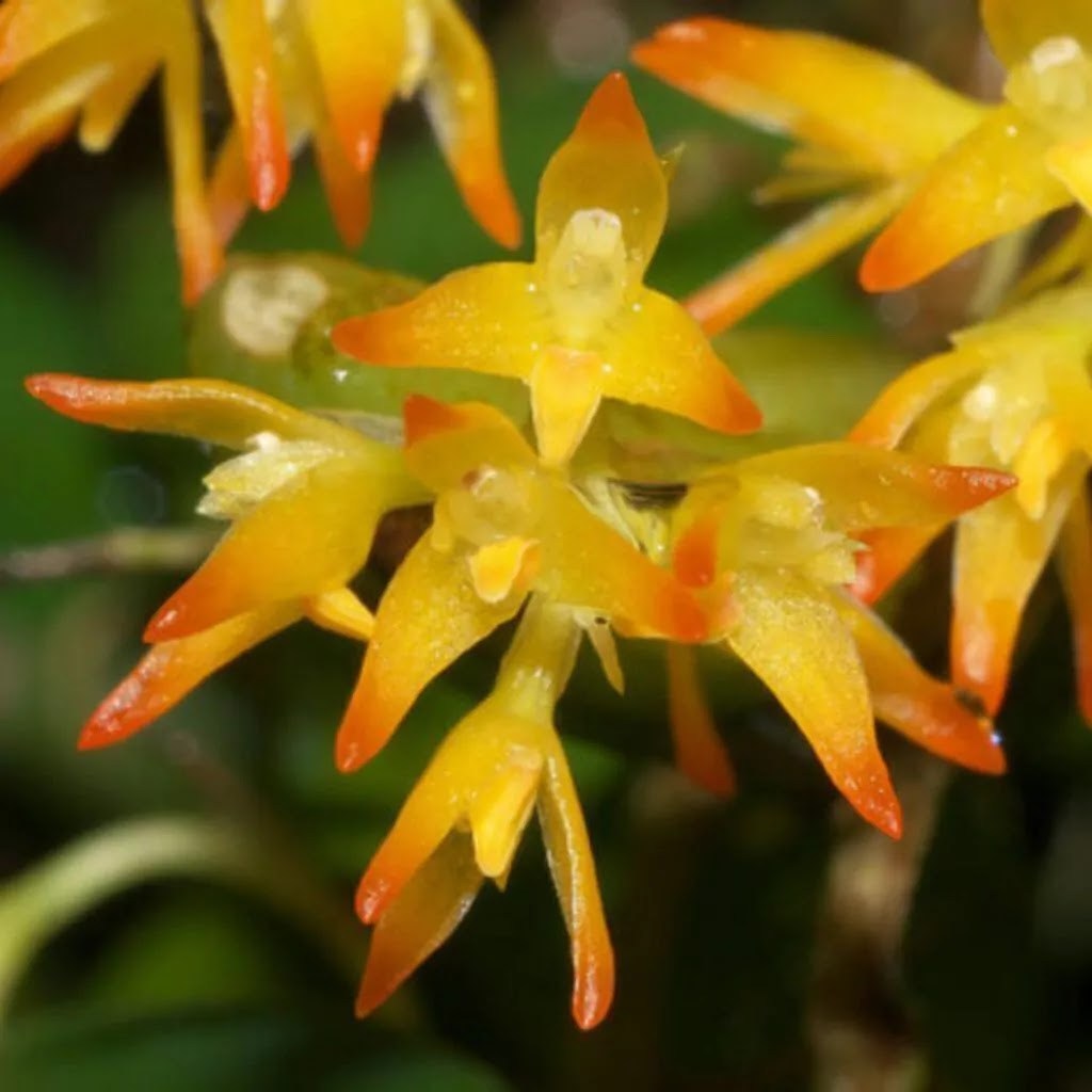 Bulbophyllum ovatum