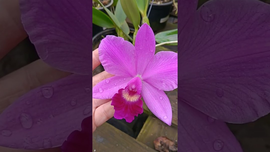 Laelia Purpurata carnea x dolosa