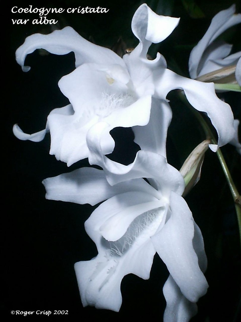 Coelogyne cristata alba