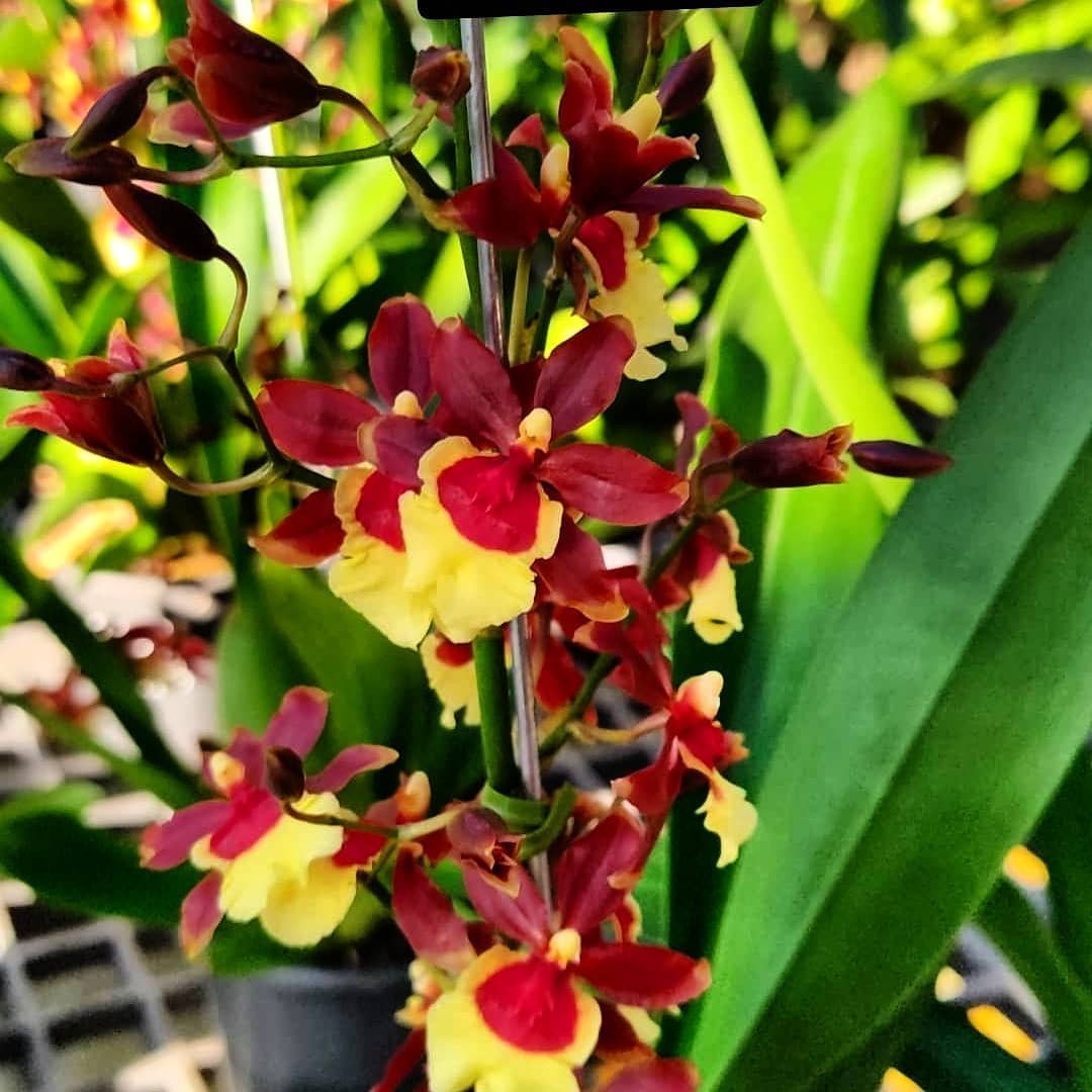 Oncidium Volcano